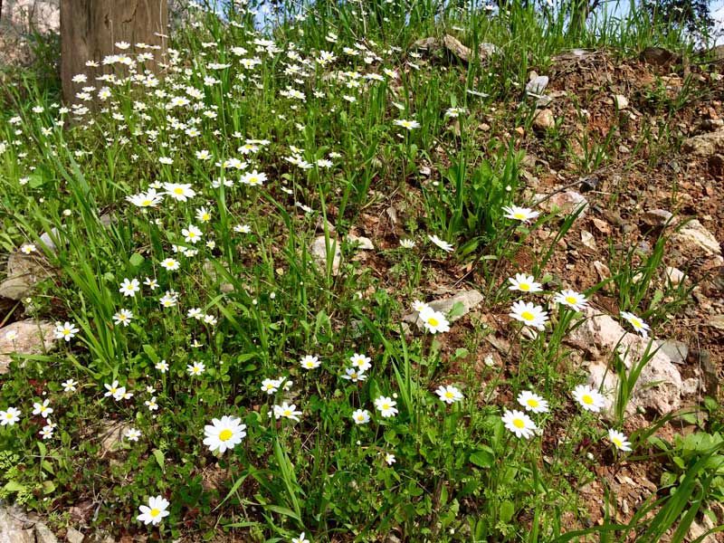 Spring blooms