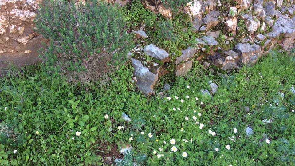 Spring flowers have started to appear ...
