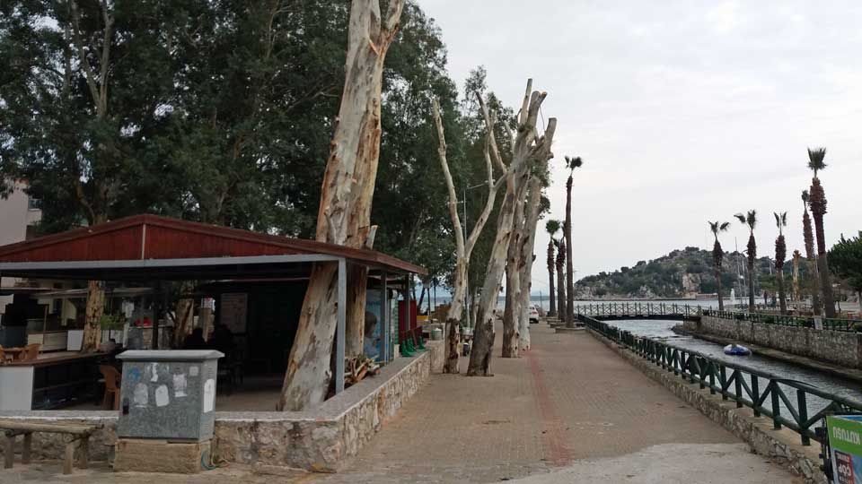 Tree cutting alongside the canal