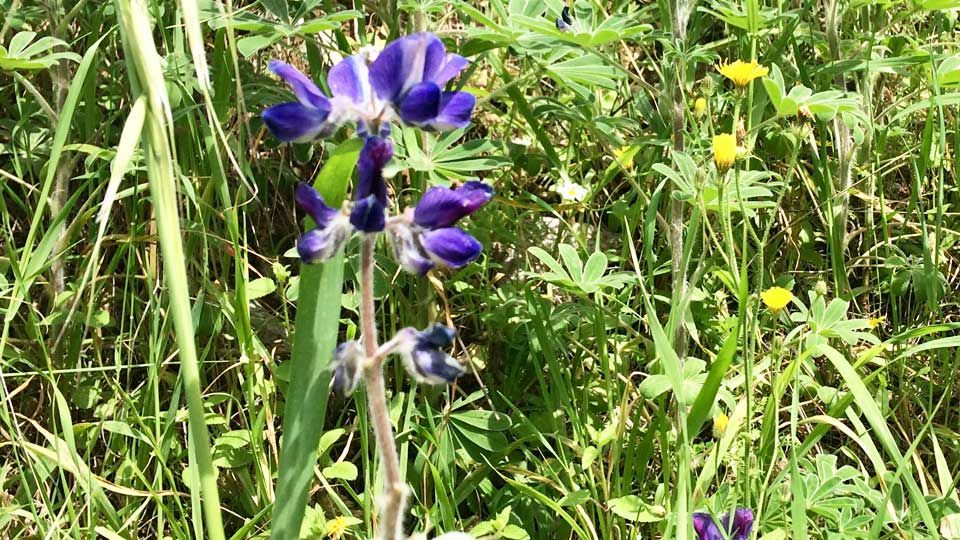 Wild flowers springing up everywhere