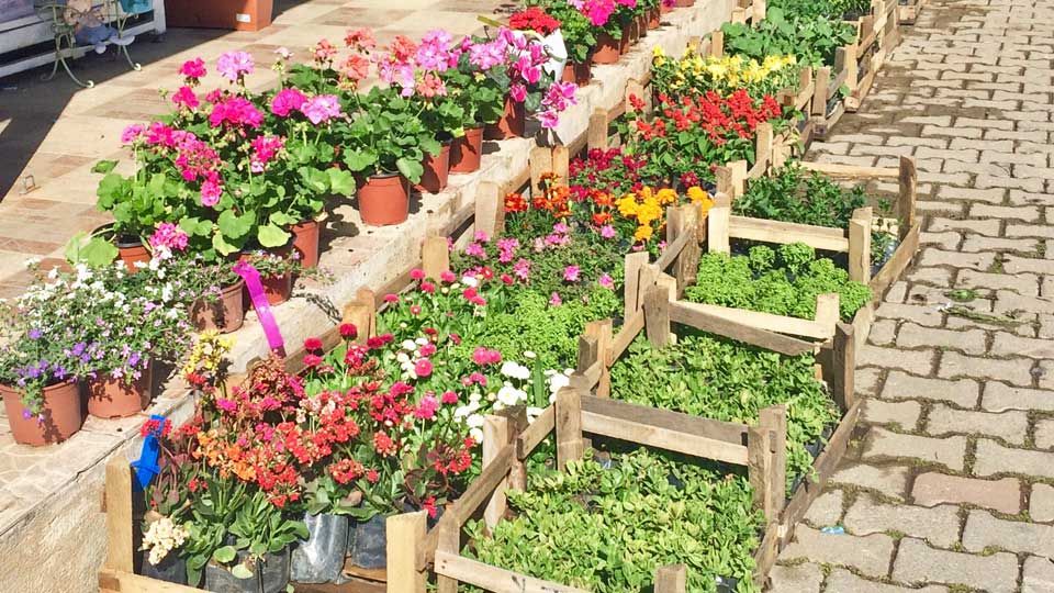 Just waiting to be planted